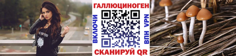 хочу   Кинешма  Псилоцибиновые грибы Psilocybe 